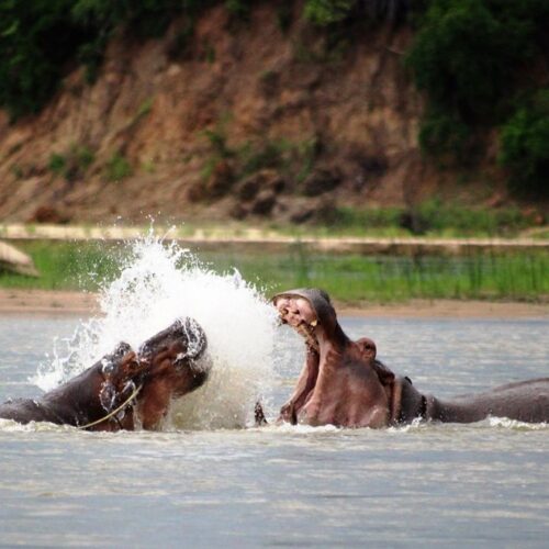 nyerere safari starting from zanzibar