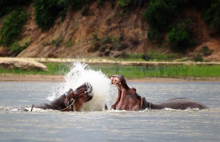 nyerere safari starting from zanzibar