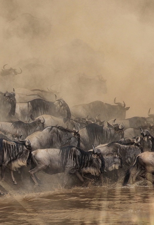 Serengeti Safari