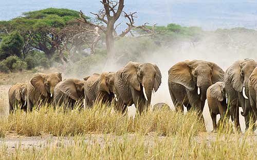 2 days tarangire national park safari