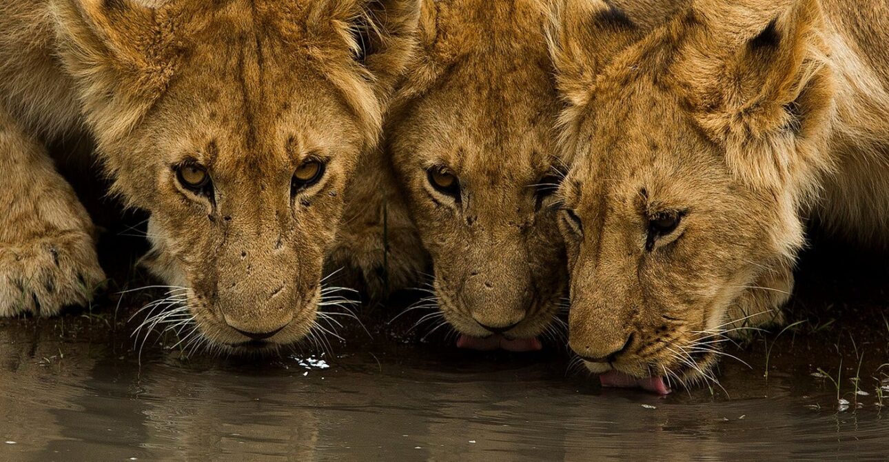 Tanzania Safari Mistakes to Avoid (2026/2027): 15 Common Mistakes First-Time Travelers Make