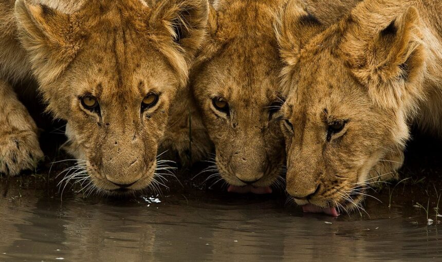 Tanzania Safari Mistakes to Avoid (2026/2027): 15 Common Mistakes First-Time Travelers Make