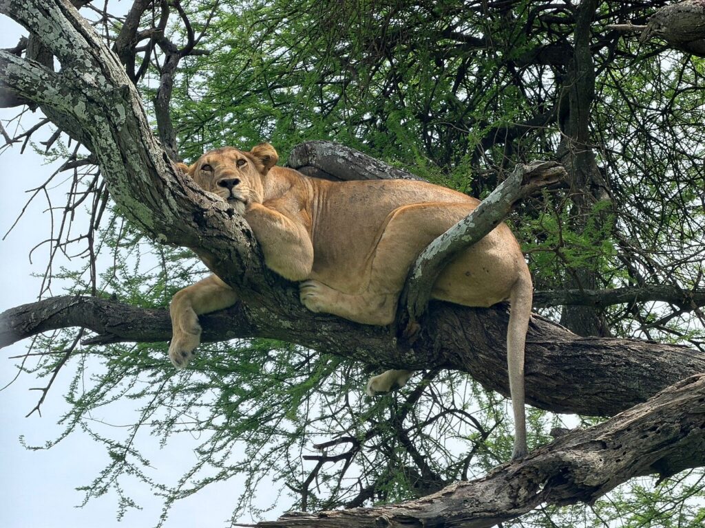5-Day Tarangire, Lake Manyara & Ngorongoro Safari