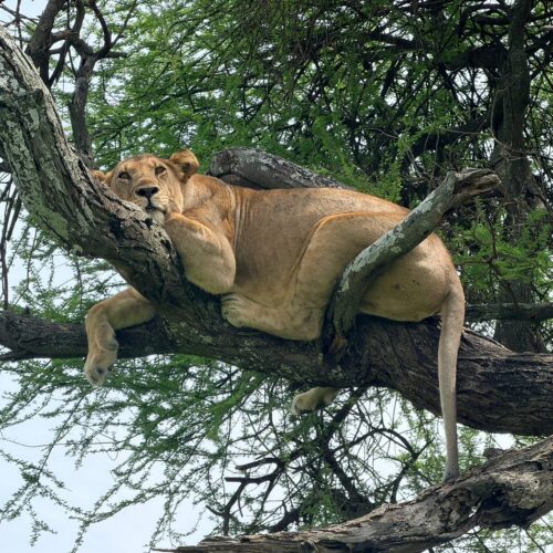 5-Day Tarangire, Lake Manyara & Ngorongoro Safari
