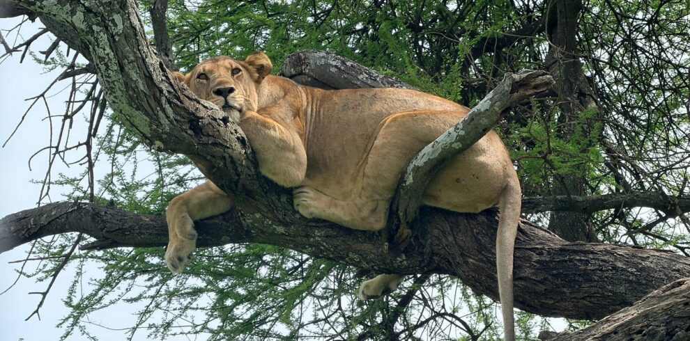 5-Day Tarangire, Lake Manyara & Ngorongoro Safari