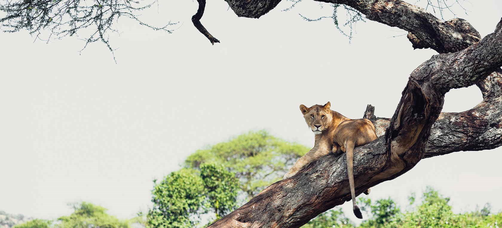 Lake Manyara National Park