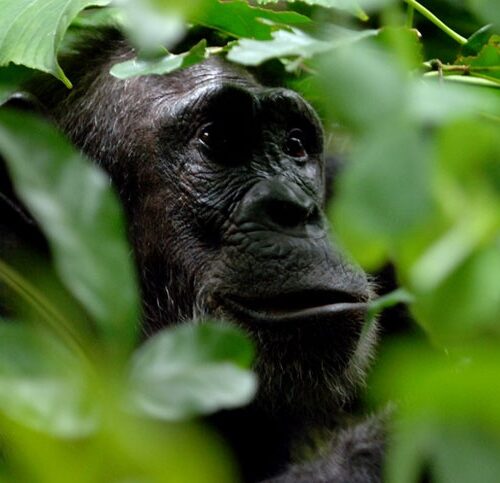 chimpanzee trakking tanzania