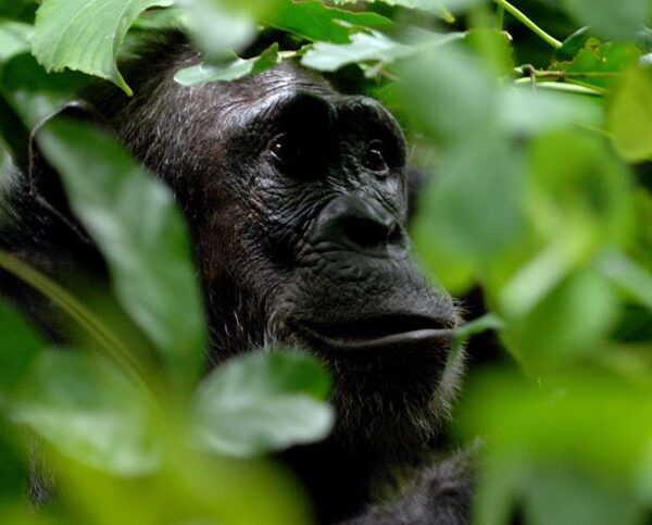 chimpanzee trakking tanzania