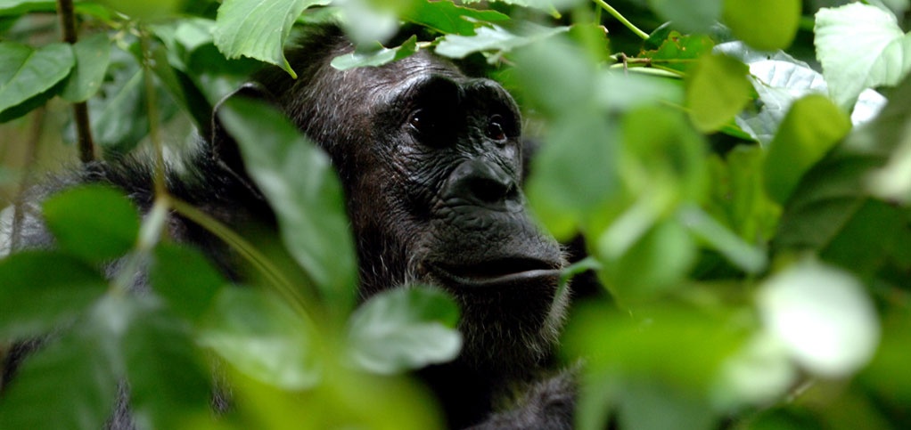 Western Tanzania Safari
