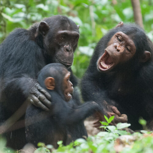 4-Day Mahale Chimpanzee Trekking Safari