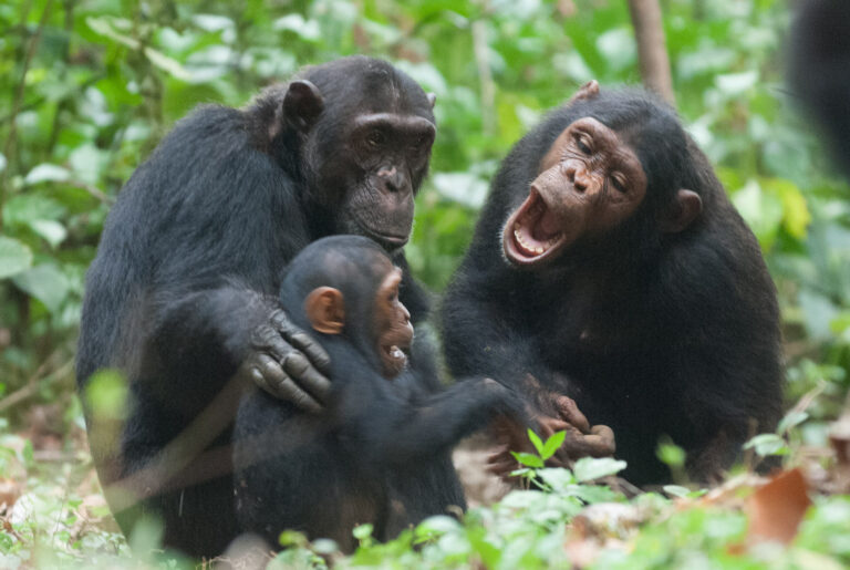 4-Day Mahale Chimpanzee Trekking Safari