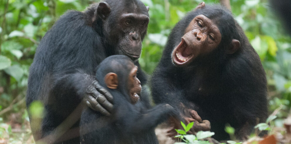 4-Day Mahale Chimpanzee Trekking Safari