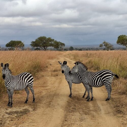 mikumi safari and zanzibar