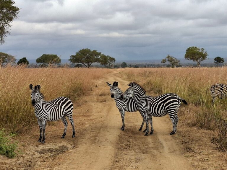 mikumi safari and zanzibar