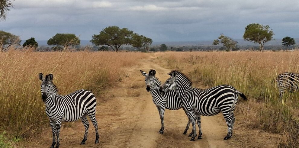 mikumi safari and zanzibar