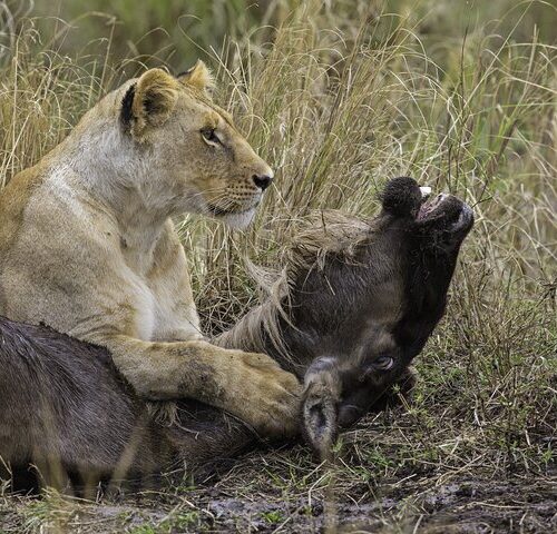 lion hunt in mikumi national park safari