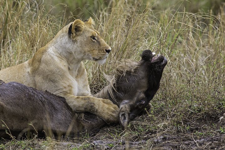 lion hunt in mikumi national park safari