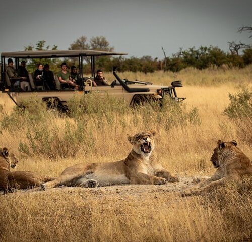 mikumi national park game drive safari