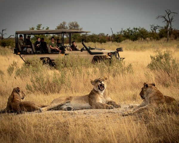 mikumi national park game drive safari