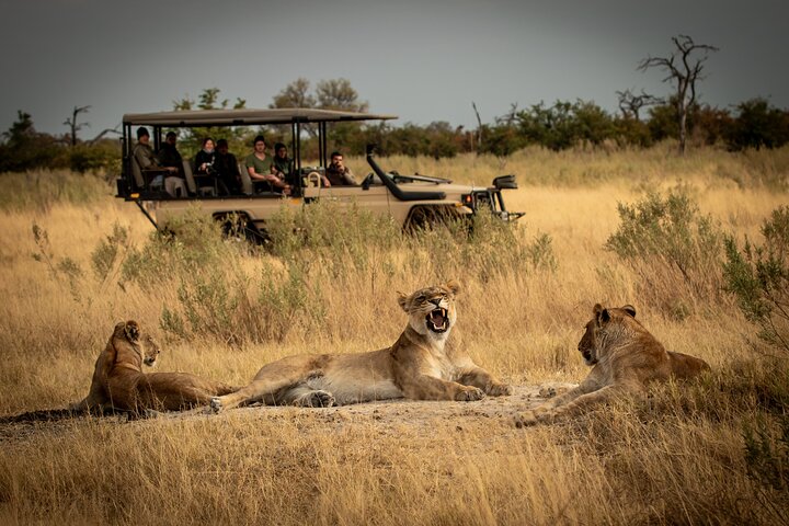 mikumi national park game drive safari
