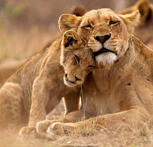 mikumi national park lions greatings on safari