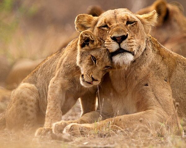 mikumi national park lions greatings on safari