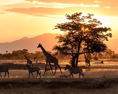mikumi national park 2 days safari