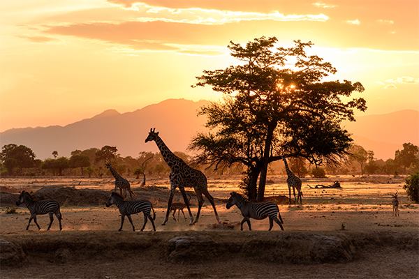 mikumi national park 2 days safari