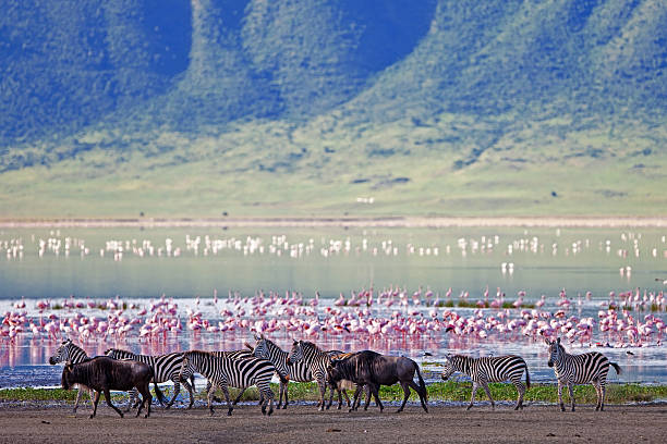 Best Safaris in Northern Tanzania: Serengeti, Ngorongoro, and Beyond