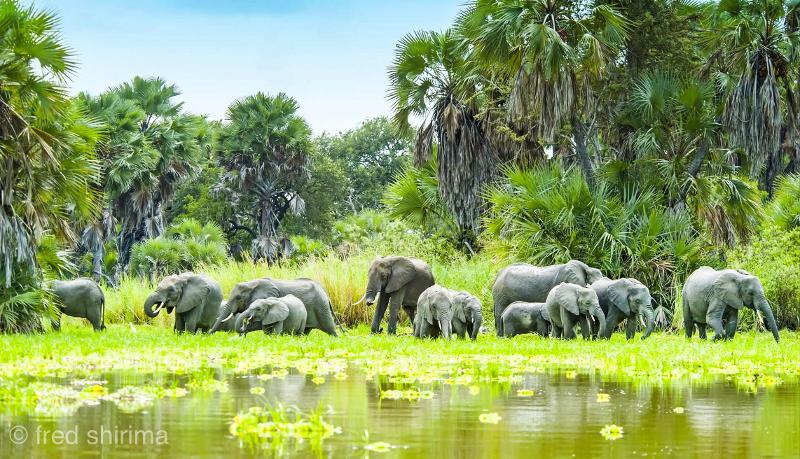 Southern Safari