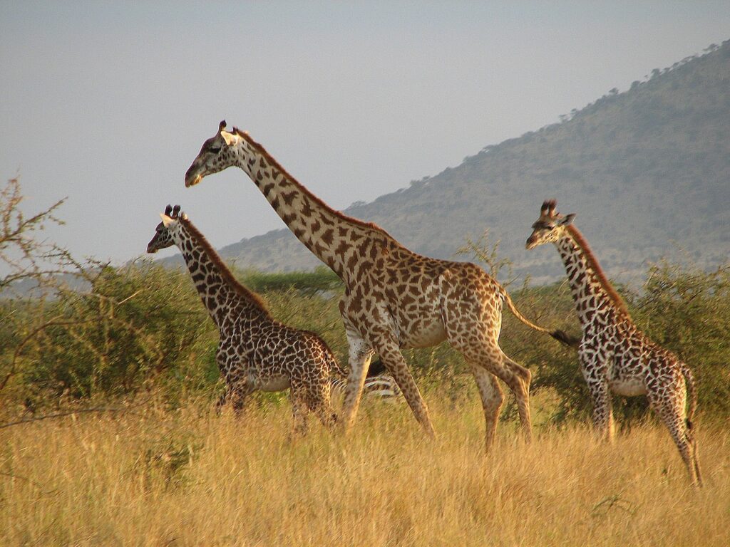 tanzania safari best time to visit