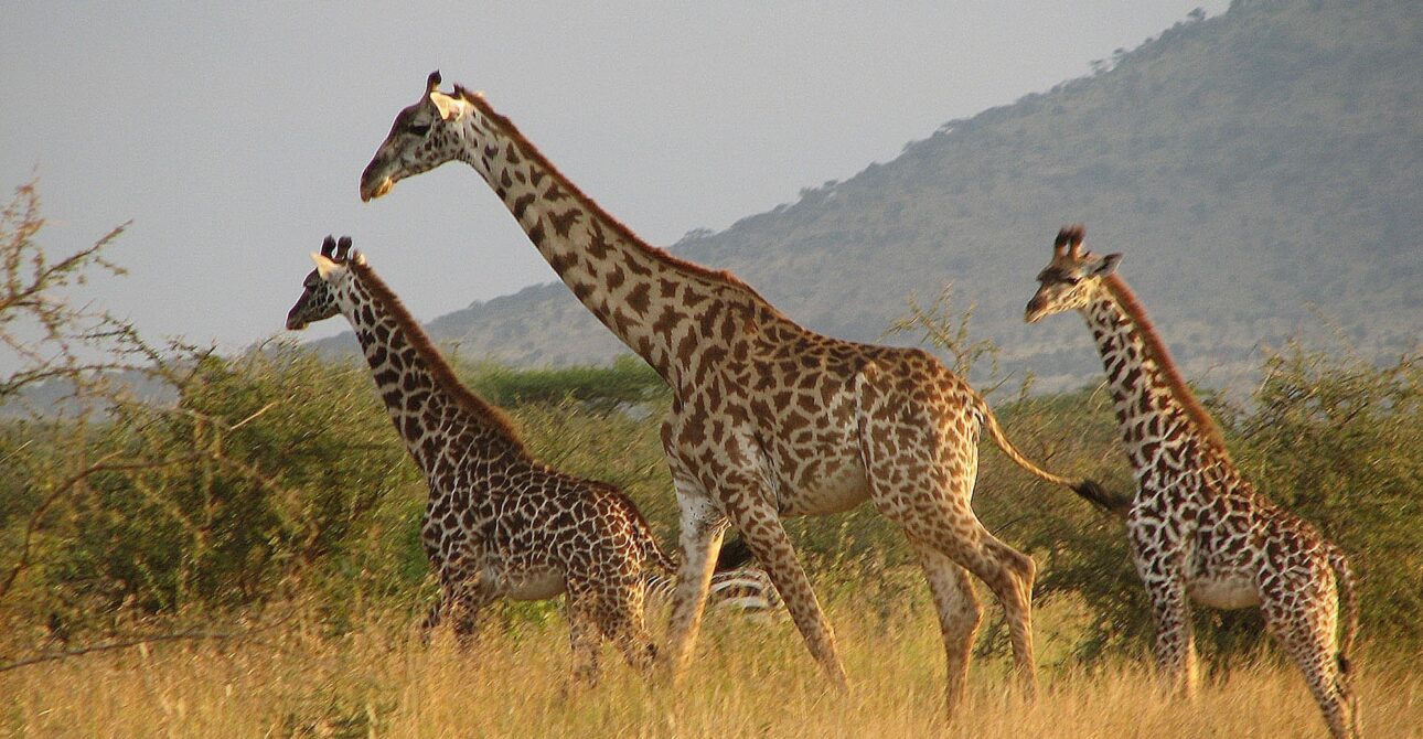 Best Time to Visit Tanzania for Safari – Month-by-Month Guide