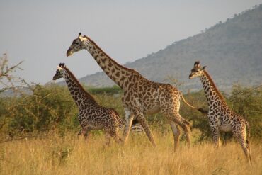 tanzania safari best time to visit