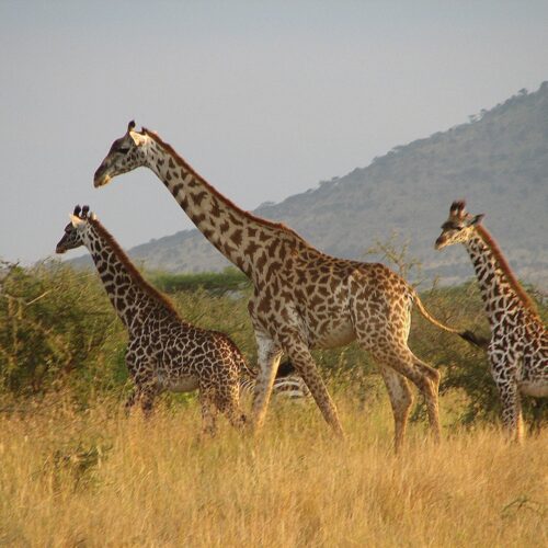 tanzania safari best time to visit