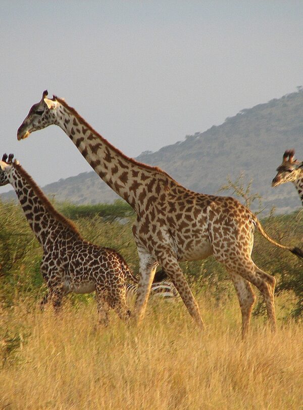 tanzania safari best time to visit