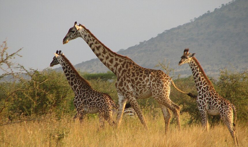 Best Time to Visit Tanzania for Safari – Month-by-Month Guide