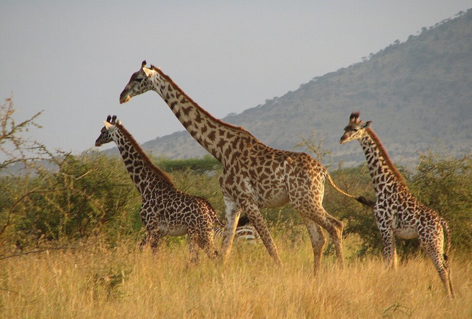 tanzania safari best time to visit