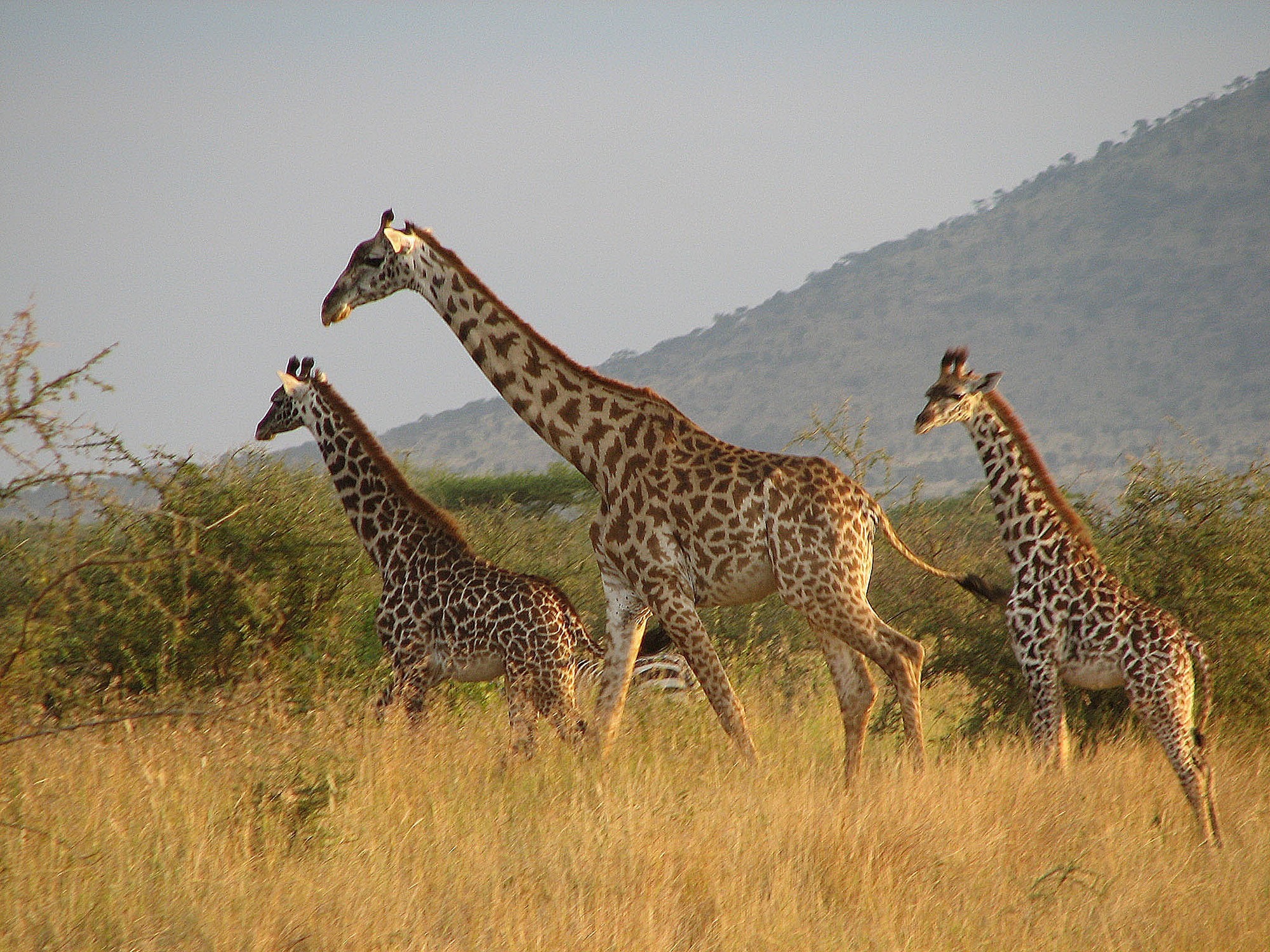 tanzania safari best time to visit