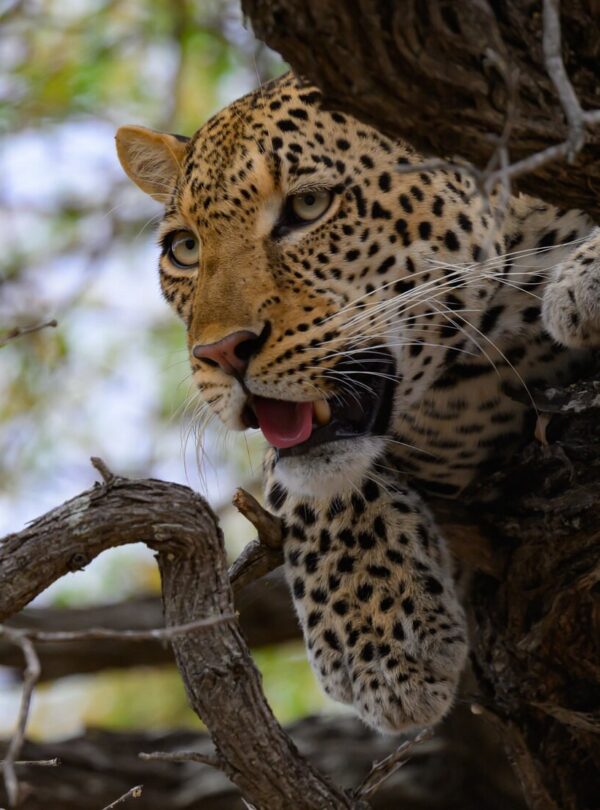Southern Tanzania Safari