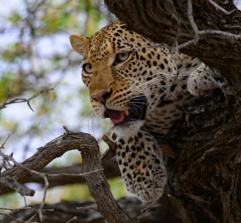 Southern Tanzania Safari
