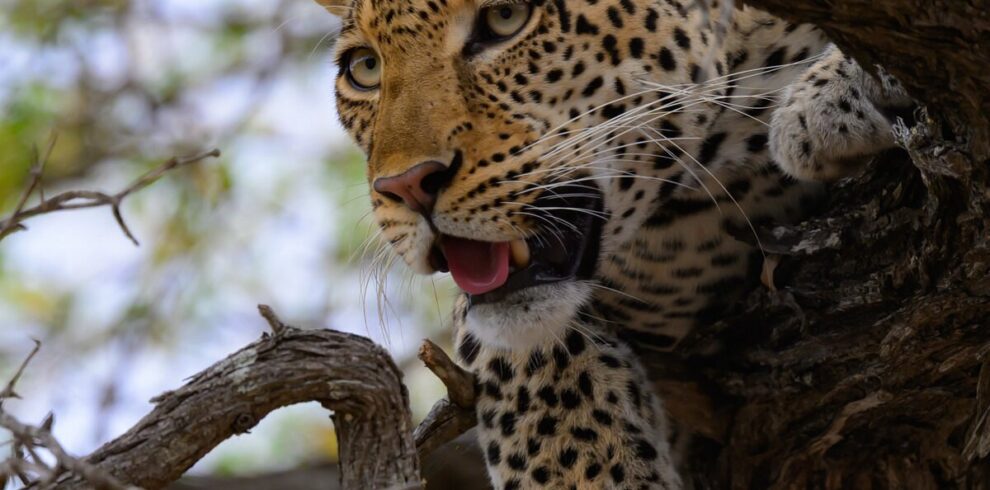 Southern Tanzania Safari