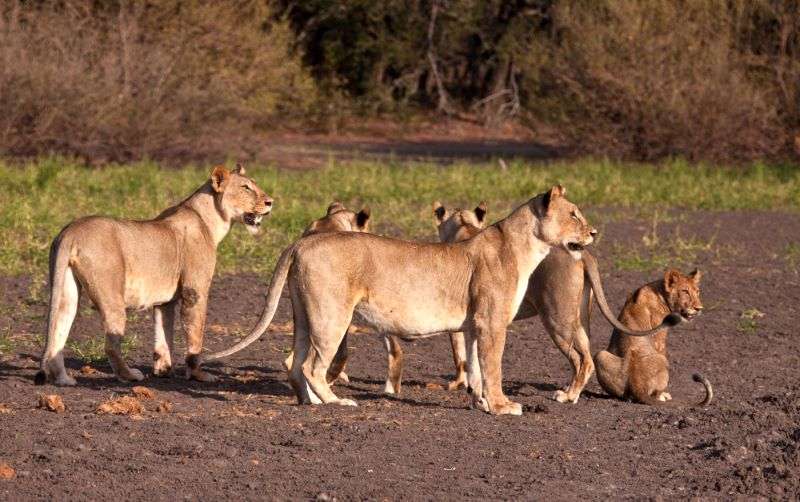 Nyerere National Park