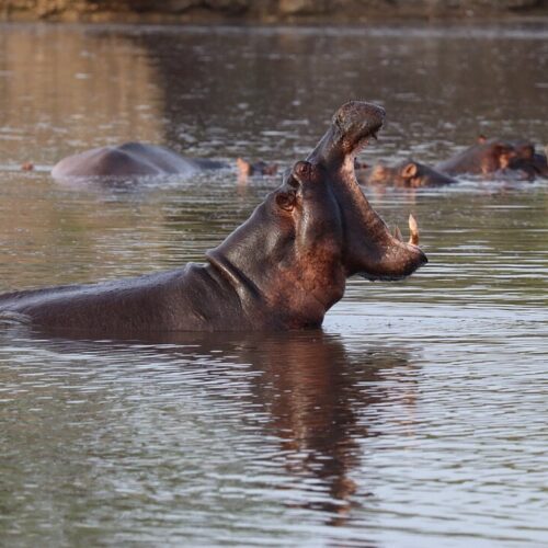 6-Day Nyerere & Zanzibar Safari