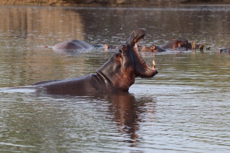 6-Day Nyerere & Zanzibar Safari