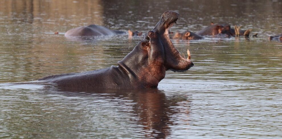 6-Day Nyerere & Zanzibar Safari