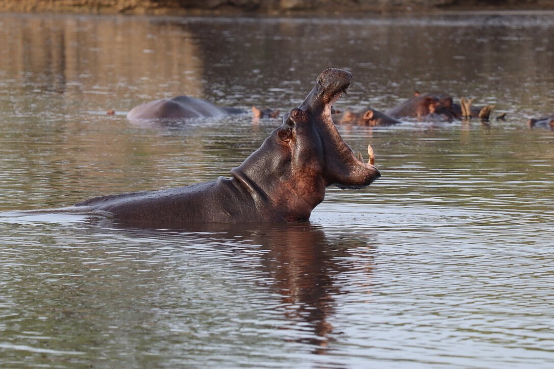 6-Day Nyerere & Zanzibar Safari