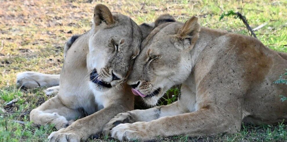 3-Day Nyerere Safari from Zanzibar