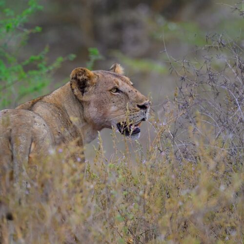 6 days nyerere,mikumi udzungwa safari tanzania