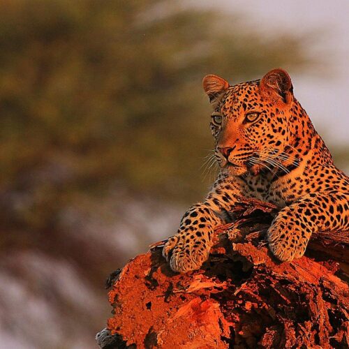 tanzania safari ,the ruaha national park