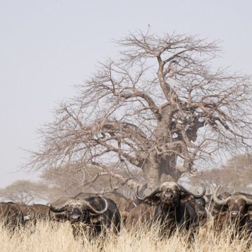 5-Day Ruaha & Nyerere Fly-In Safari